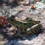 Parc des îles de la baie Georgienne - Nounouille la grenouille