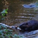 Parc de la Mauricie - Castor