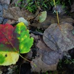 Parc de la Mauricie