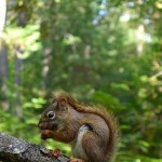 Parc de la Mauricie