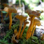Chasse au chanterelles.... l'année 2015 était apparemmment très propice à la récolte