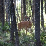 Il y avait plein de biches partout dans le camping... bon ok celui là il a des bois c'est pas une biche.