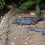 Totor l'aligator... ah non en fait c'est Totor le Caïman (ça sonne moins bien je sais )