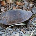 Lulu la tortue