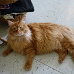 Oui oui il à l'air tout mignon comme ça, mais en vrai c'est un monstre