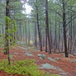 Black Hills Forest