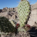 Un cactus pour changer des cailloux