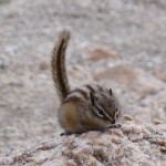 Et voilà les chipmunks