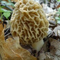 La chasse aux morilles est ouverte !